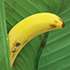 Sprout of Banana